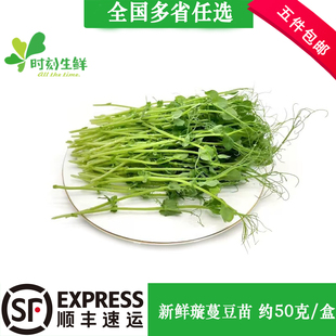 饰点缀 食用芽苗菜约50g酒店西餐摆盘装 新鲜璇蔓豆苗 豌豆苗