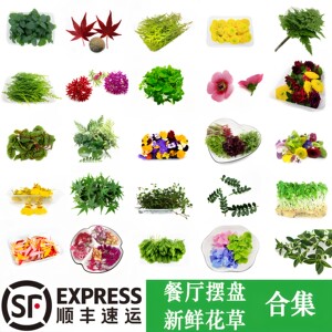 新鲜摆盘花草三色堇清香木黄金柳芽千叶兰日料酒店烘焙蛋糕装饰
