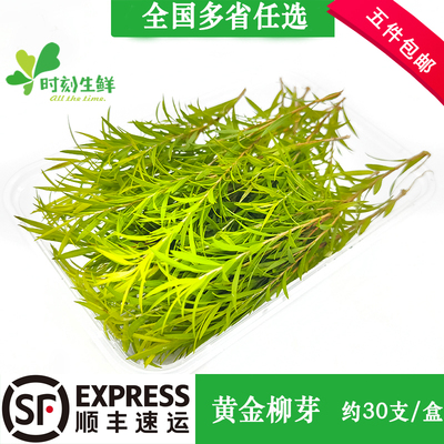 新鲜黄金柳芽烘焙摆盘装饰