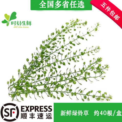 新鲜酒店摆盘装饰花草