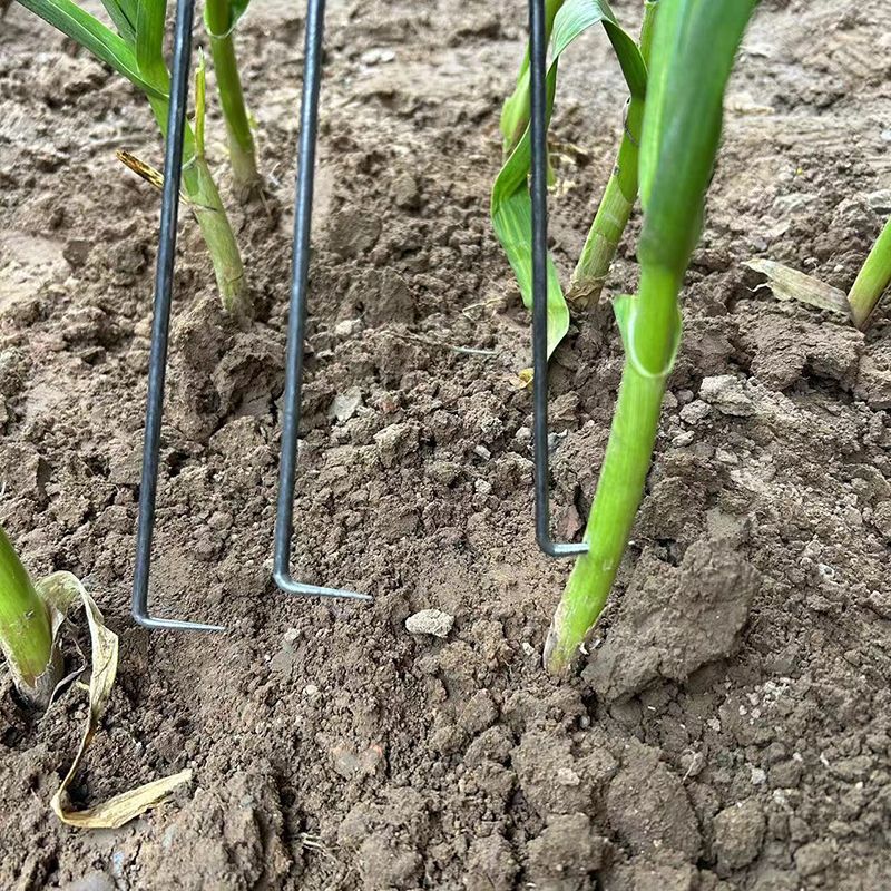 勾蒜神器2024新款抽蒜苔神器蒜薹收割刀蒜钩提拔刮蒜苔工具加长款