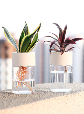 简约透明水培盆绿萝塑料圆形花盆家用客厅装饰器皿