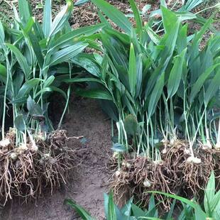 高产多花黄精苗滇黄精苗多花倒苗改良高产黄精苗