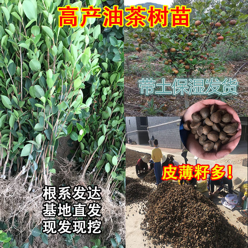 高产油茶苗嫁接苗长林系列