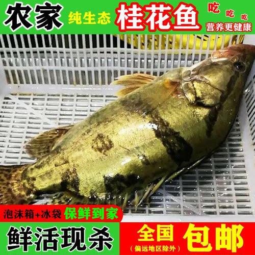 鳌花鱼多少钱 鳌花鱼价格 小麦优选