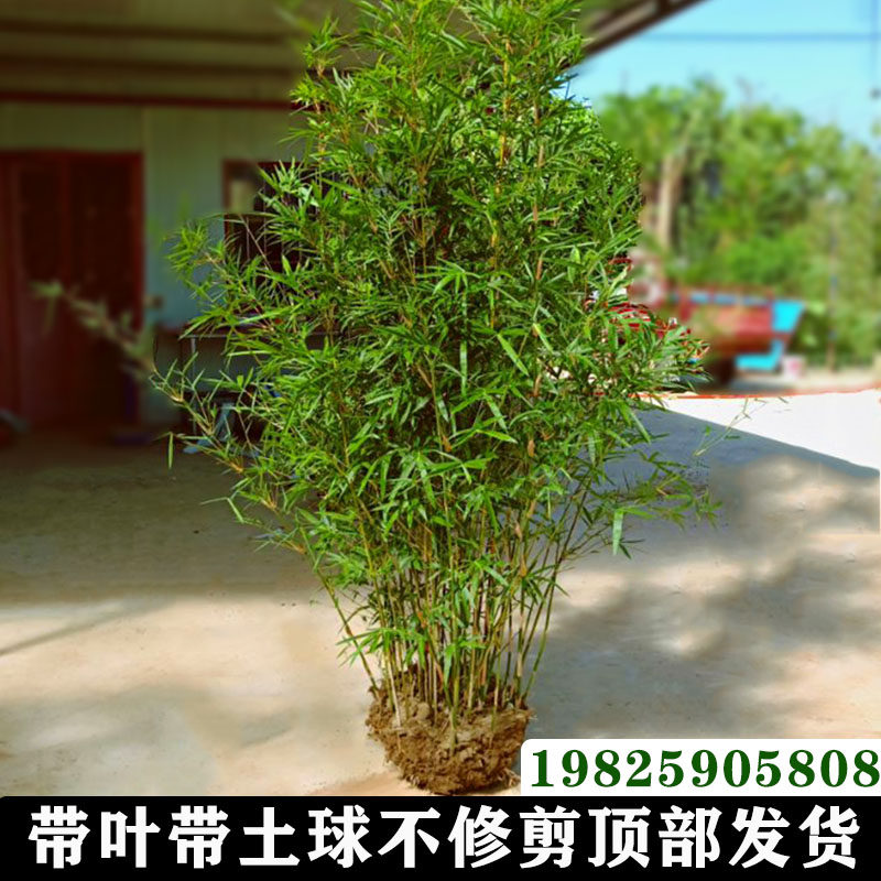 不剪头全冠慈孝竹孝顺竹庭院植物竹子苗北方耐寒竹子篱笆盆栽竹苗