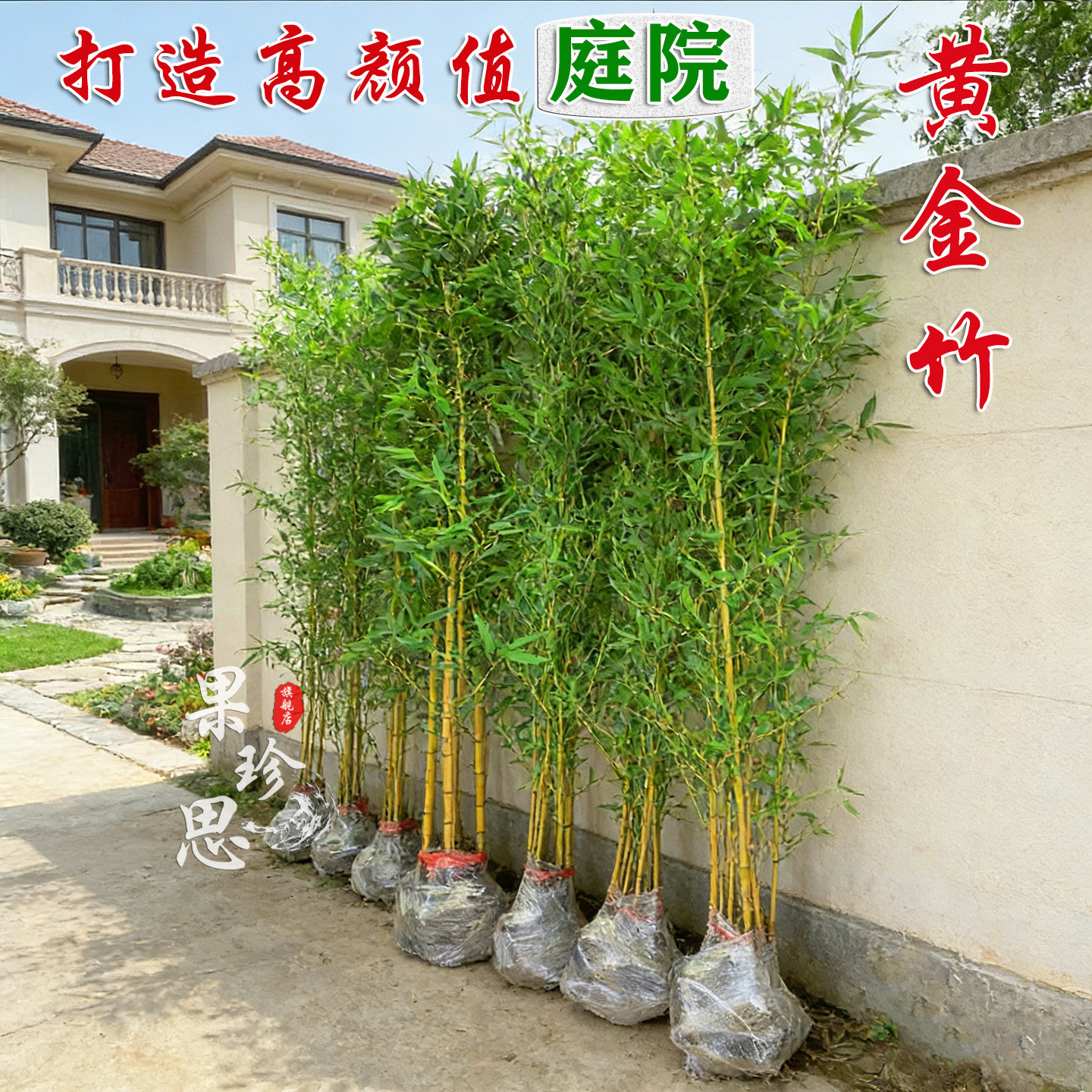 果珍思黄金竹金镶玉竹竹苗，券后30.2元一盆