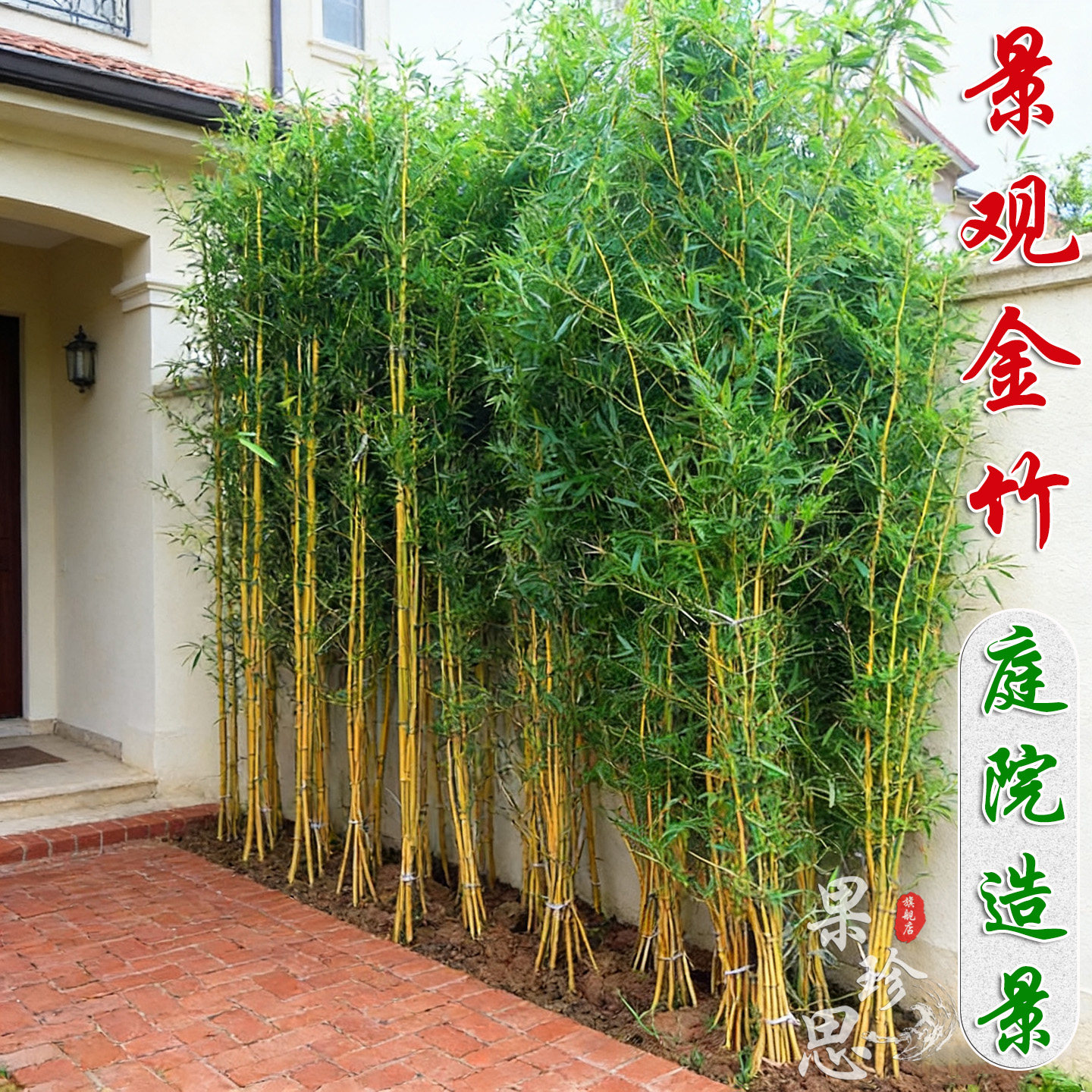 不剪头景观金竹耐寒观赏竹子苗庭院四季青竹子盆栽黄金竹金镶玉竹