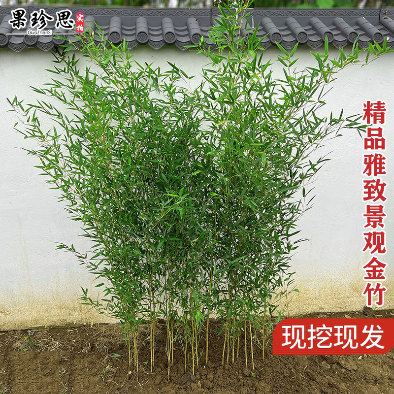 庭院四季青竹子室内盆栽绿植不剪头景观绿竹耐寒观赏竹子苗