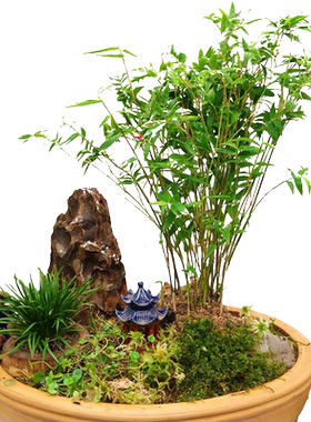 凤尾竹米竹庭院阳台四季常青植物