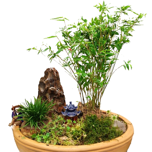 丛生凤尾竹大盆栽竹子庭院观赏植物米竹盆景室内阳台四季常青竹苗