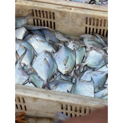 青岛正宗海捕当潮银鲳鱼鲜度高一根主刺肉质细腻鱼味足宝宝辅食