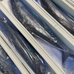 青岛大鲅鱼新鲜鲜活冷冻深海大鱼送礼礼盒马鲛鱼，切割抽真空