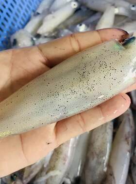 鲜活海捕纯野海鲜小鱿鱼灯光火箭鱿小海兔青岛叫笔管鱼精挑原浆货