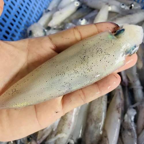 鲜活海捕纯野海鲜小鱿鱼灯光火箭鱿小海兔青岛叫笔管鱼精挑原浆货