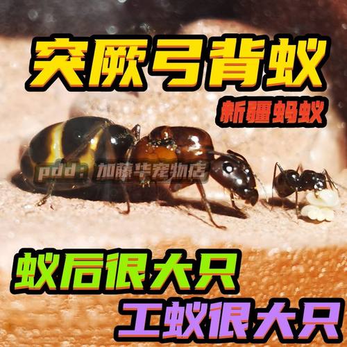 突厥弓背蚁新后群热卖中