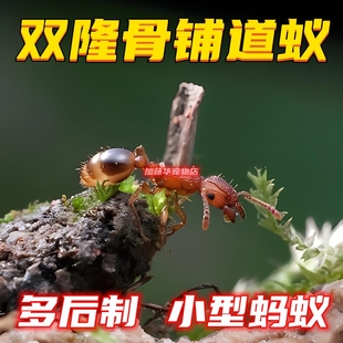 双隆骨铺道蚁新后群弓背蚁蜜罐蚁草地铺道蚁后石膏蚁巢大头收获蚁