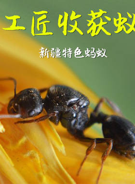 工匠收获蚁新后宠物蚂蚁热卖中