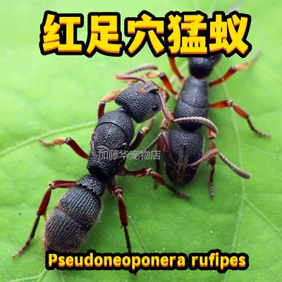 红足穴猛蚁新后群，会喷泡沫