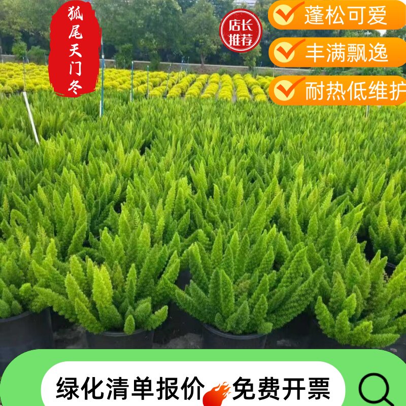 狐尾天门冬盆栽耐热好养绿植
