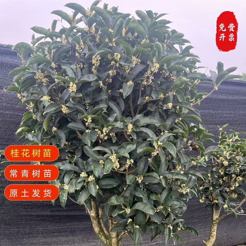 桂花树苗庭院耐寒开花香满屋桂花