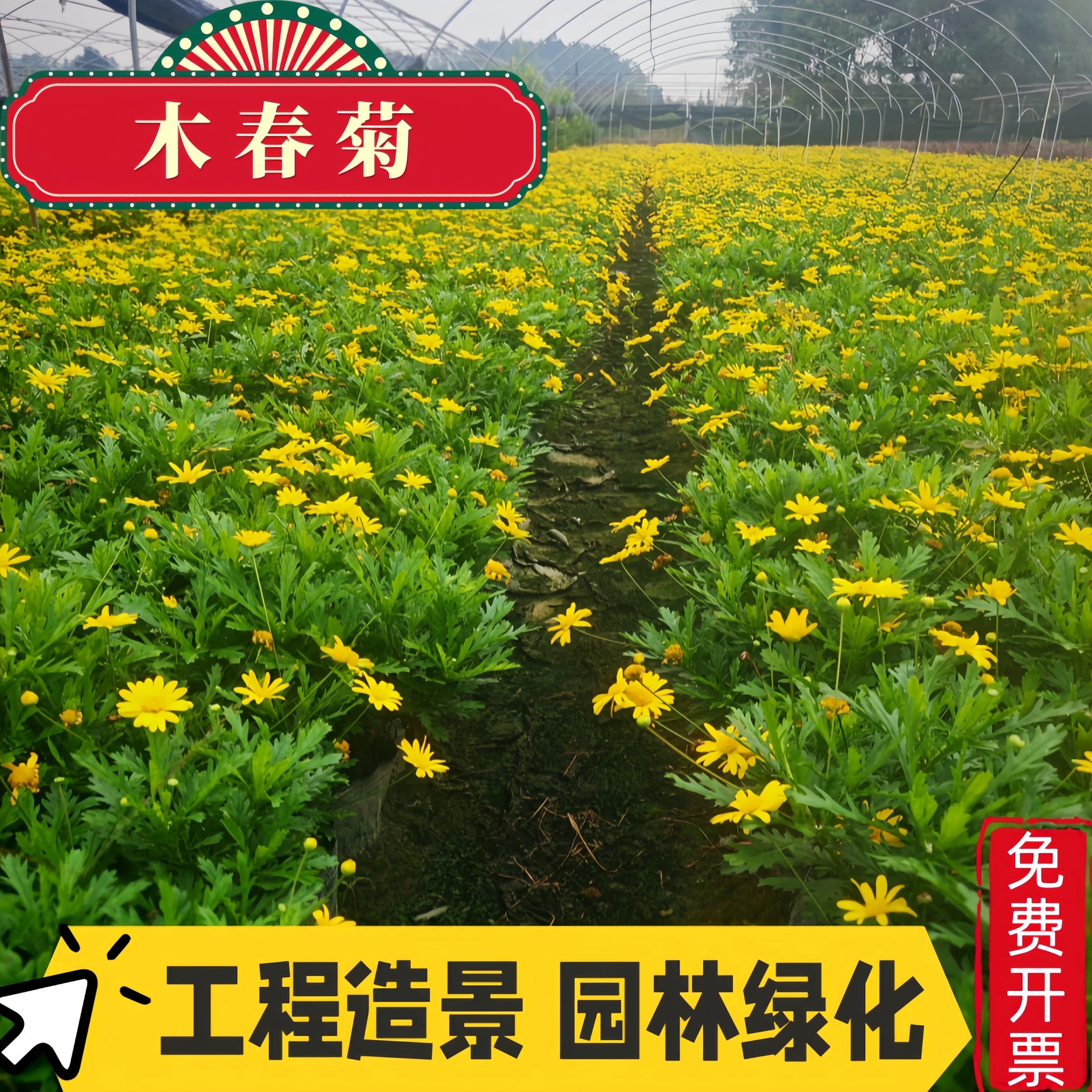 木春菊野生好养金黄色小花盆栽