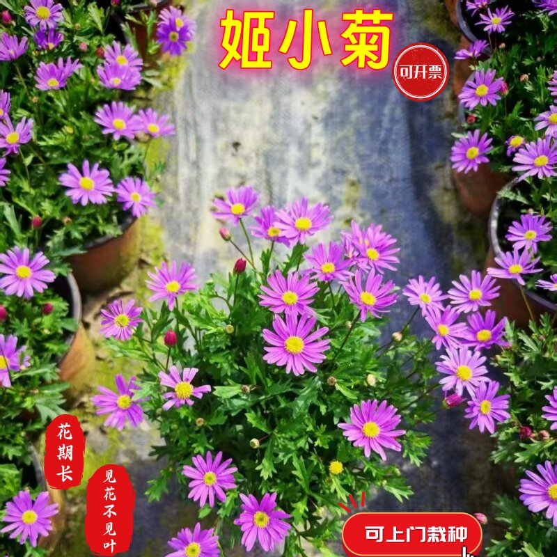 姬小菊盆栽带苞爆盆开花好养活图片