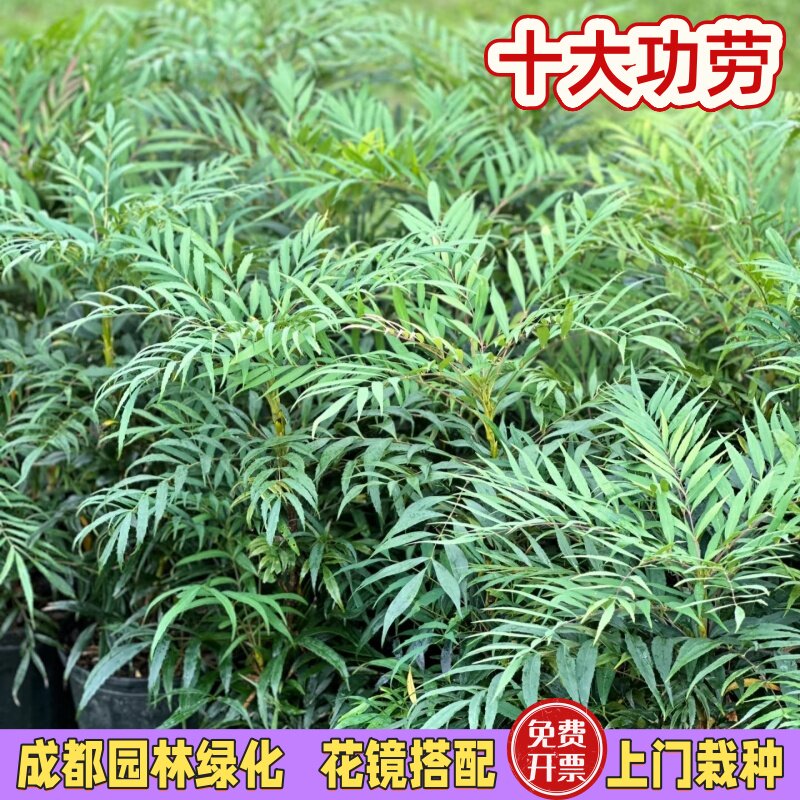十大功劳树苗耐寒四季常青