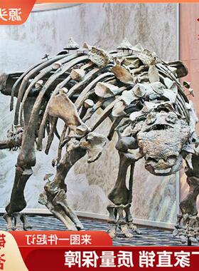仿真甲龙骨架化石大型灭绝生物骨架模型定制动物骨骼展示模型