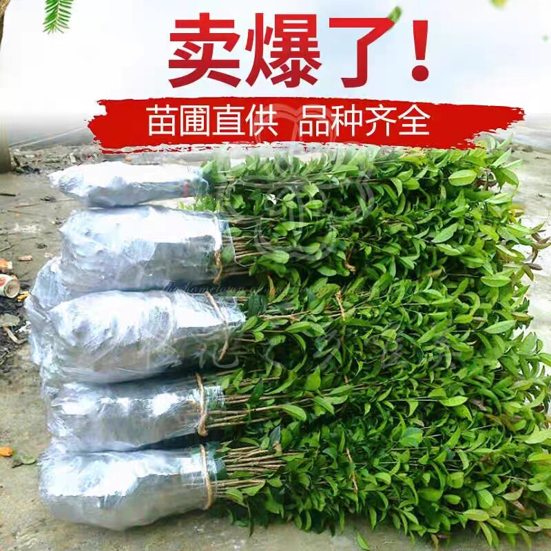 桂花树苗四季桂八月桂花苗金桂大树地栽开花浓香丹桂河道地栽