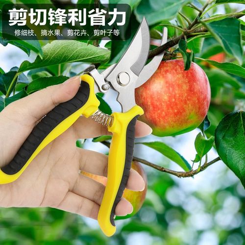 摘果剪园艺嫁接剪刀 园林果树花枝剪刀 不N锈钢弯口剪园林修枝工
