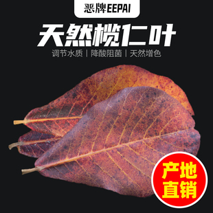 榄仁叶水族橄榄泰国斗鱼小型热带鱼龙鱼乌龟虾降酸 天然懒人叶 包邮