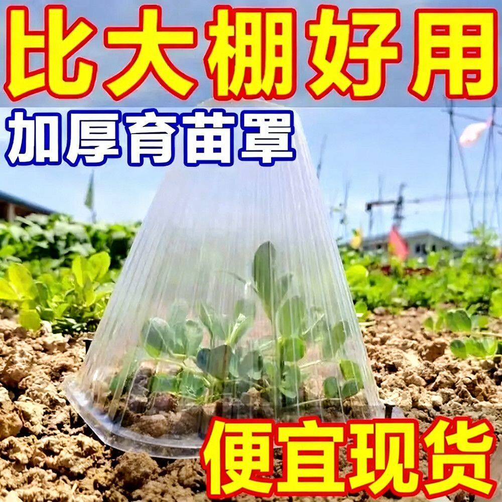 透明加厚塑料育苗盘保护罩