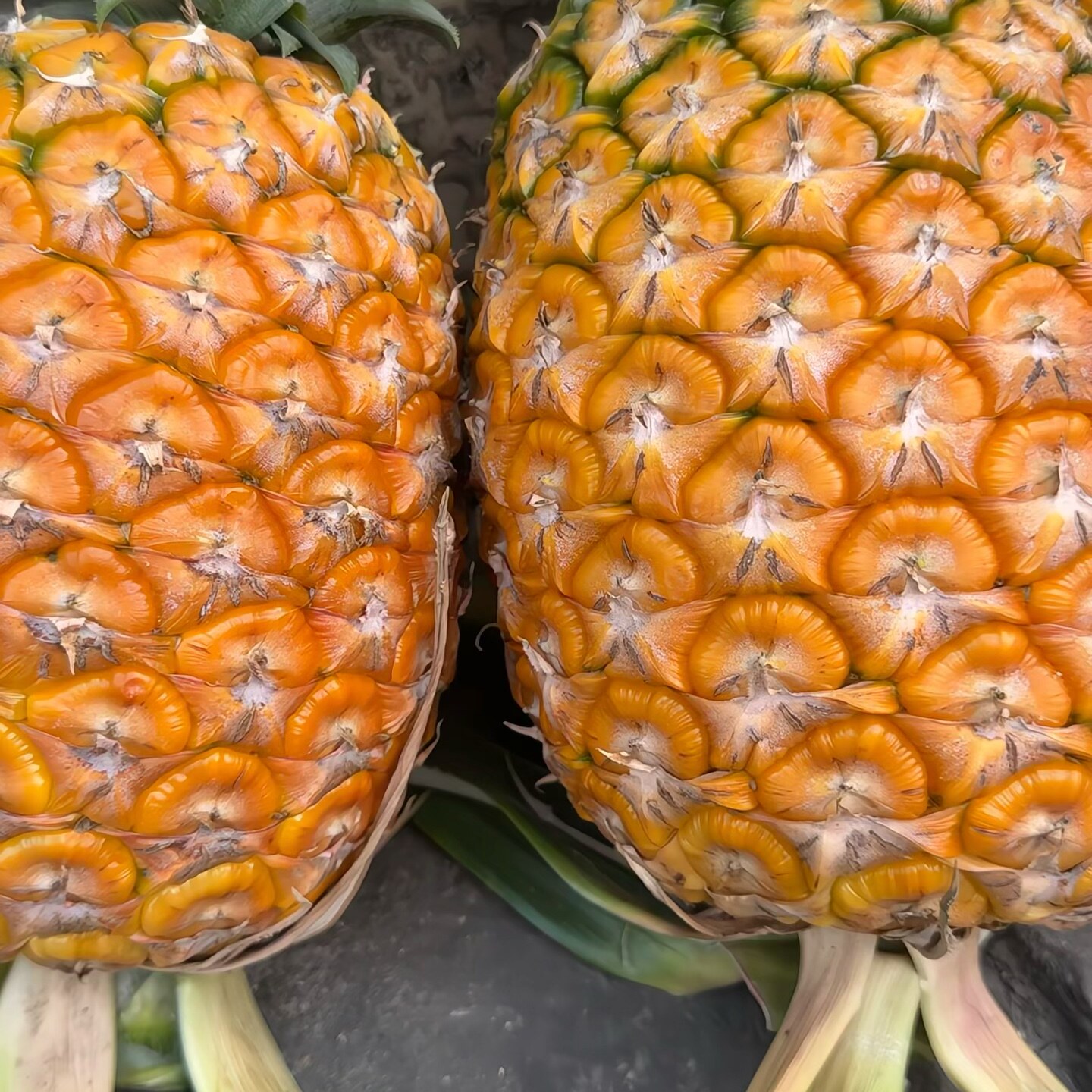 云南西双版纳凤梨：新鲜现发 果肉饱满水分足 酸甜口感清爽自然