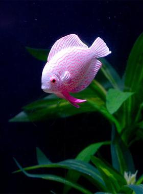 Glow In The Dark Artificial Aquarium Goldfish Ornament Fish