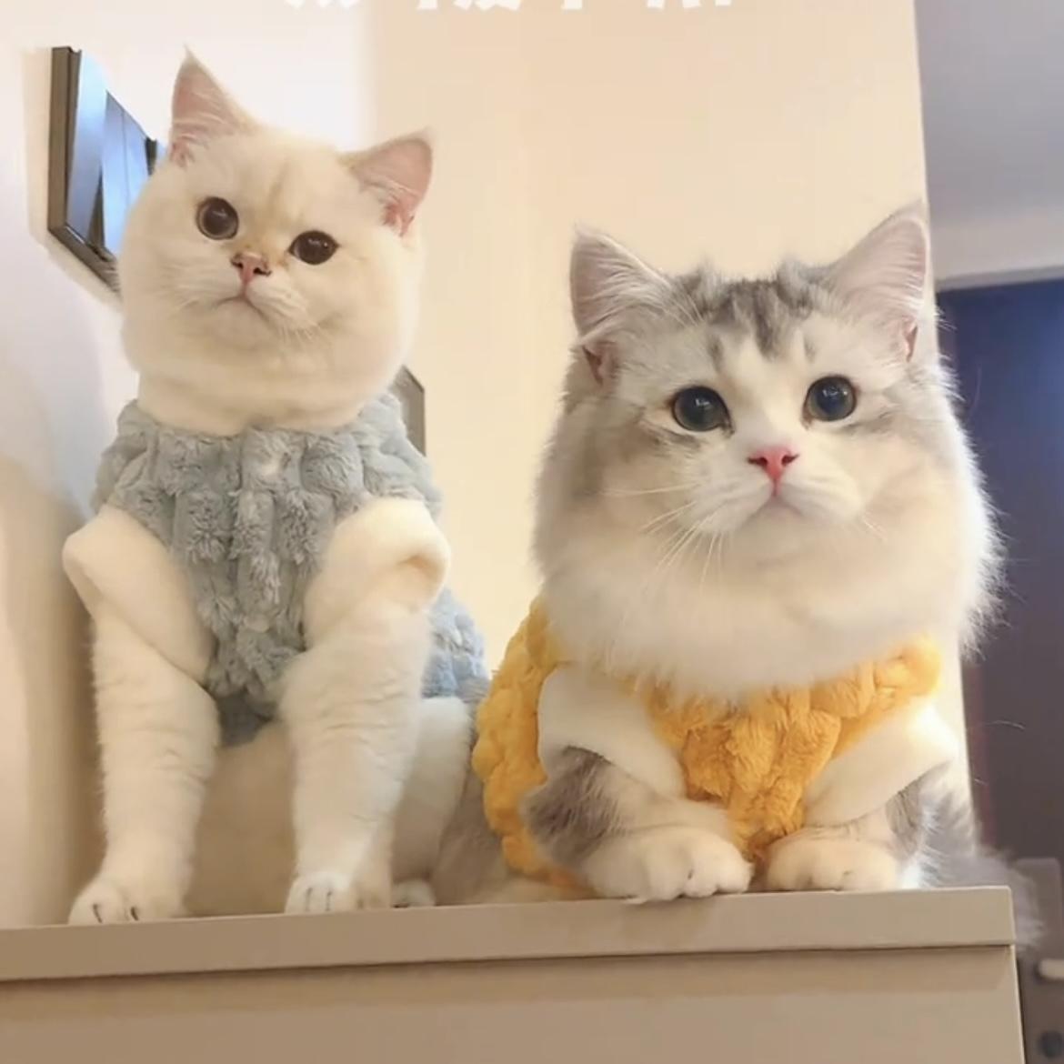 宠物猫咪保暖布偶英短美短