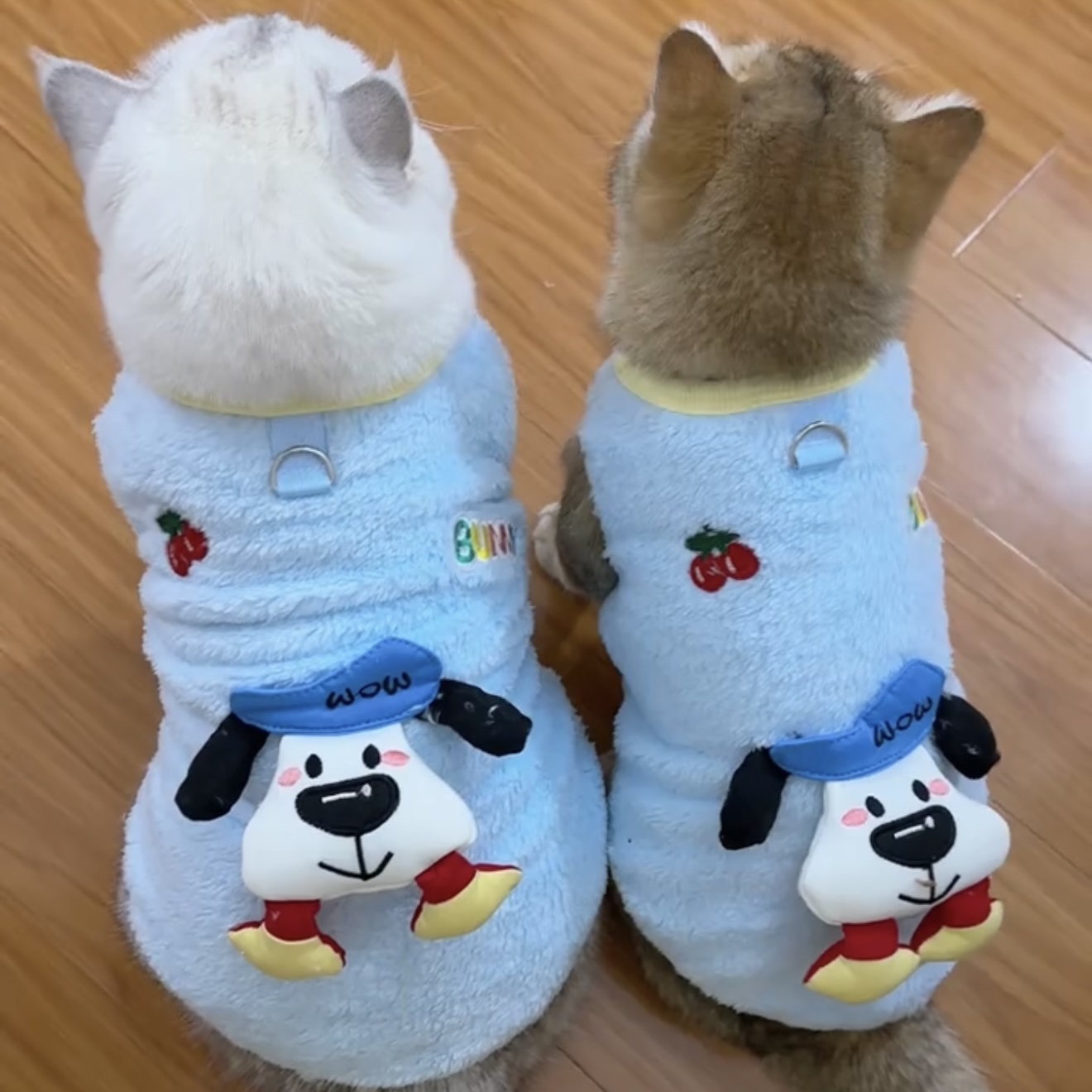 猫咪衣服防掉毛秋冬装加绒保暖可爱ins英短蓝猫布偶猫金渐层服装