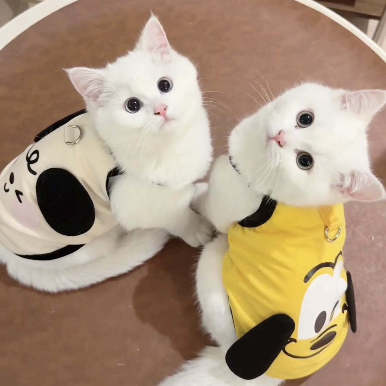 猫咪夏天衣服薄款透气背心防掉毛金渐层布偶猫英短蓝猫可牵引夏装
