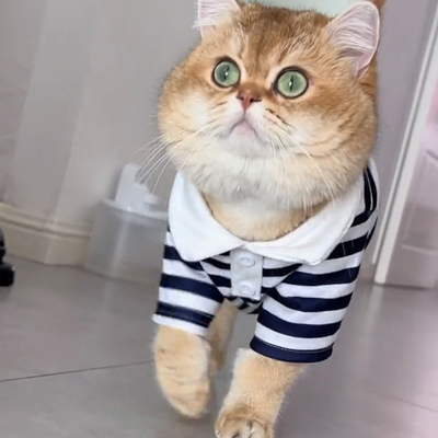 猫咪秋天衣服防掉毛条纹T恤布偶猫英短蓝猫金渐层宠物猫猫春秋装