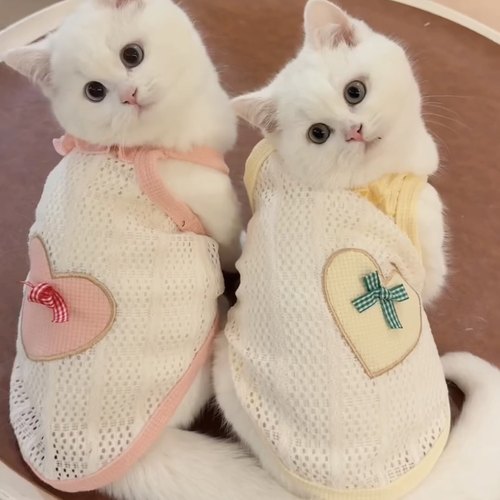 猫咪衣服夏天防掉毛薄款背心金渐层布偶猫英短银渐层蓝猫夏季背心