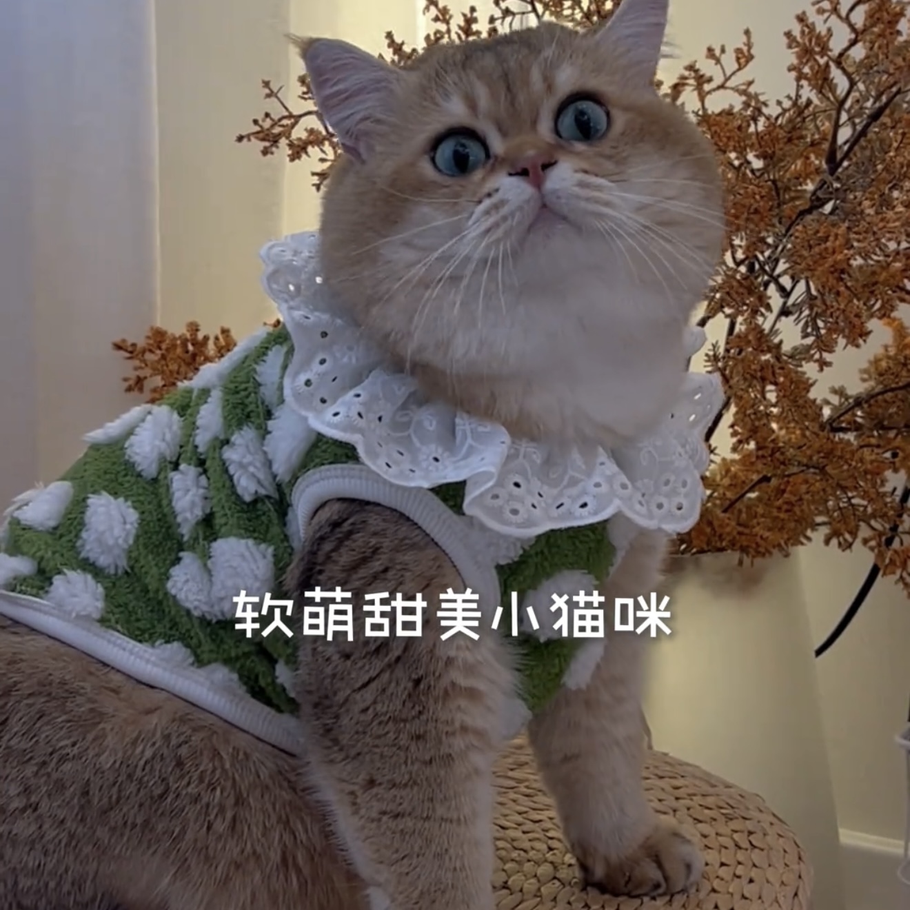 猫咪衣服秋冬装放掉毛可爱金渐层布偶猫英短蓝猫宠物狗狗秋天绒衣