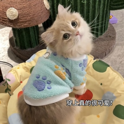 猫咪防掉毛衣服冬天加绒保暖猫猫衣服金渐层布偶猫蓝猫宠物秋冬装