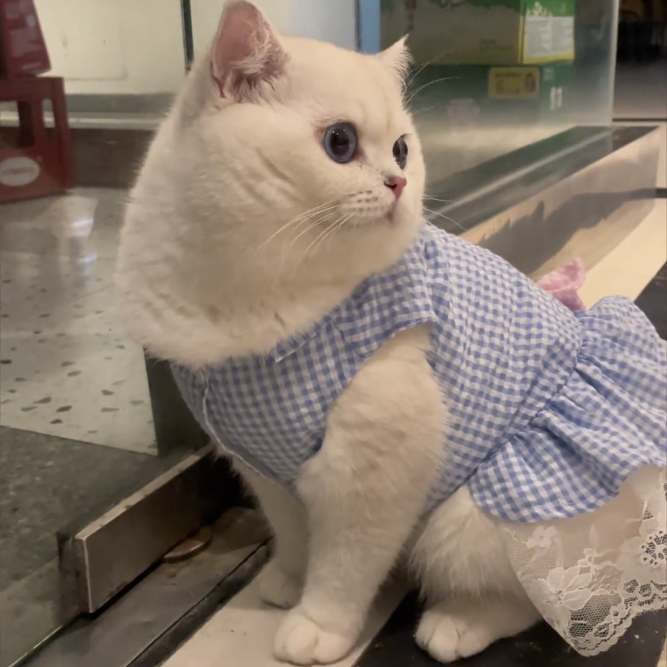 猫咪夏天衣服防掉毛可爱公主裙金渐层布偶猫蓝猫英短夏季薄款裙子