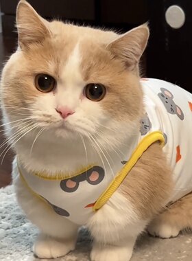 猫咪衣服防掉毛夏季薄款
