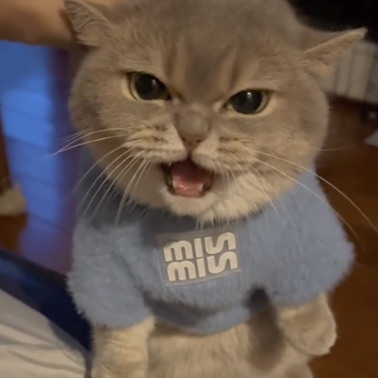 猫咪衣服可爱秋冬装加绒2025新款宠物金渐层布偶猫英短蓝猫打底衫