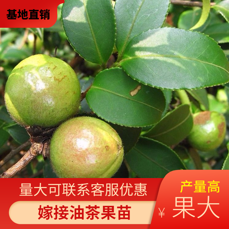 广西油茶树苗高产矮化茶子树嫁接苗软枝白花茶树苗山茶籽杯苗带土