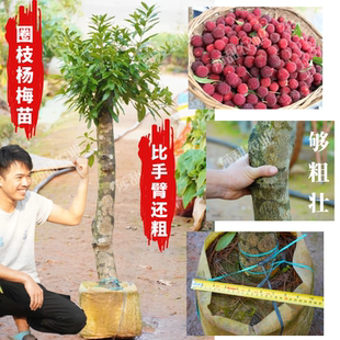 嫁接杨梅树苗早熟晚熟东魁黑炭杨梅树苗圈枝大苗带土带叶子