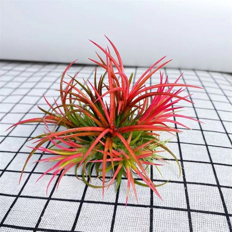 空气凤梨无土植物懒人植物黄精灵花卉黄花精灵办公室盆栽无土养