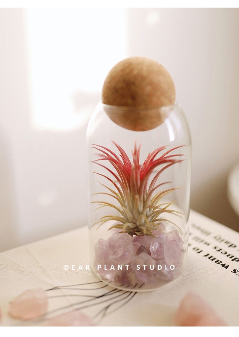 空气凤梨植物办公室桌面小盆栽四季好养无土懒人净化空气草花绿植