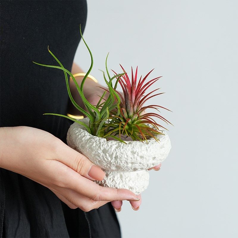 空气凤梨室内好养小盆栽加湿创意趣味桌面绿植办公室懒人植物摆件